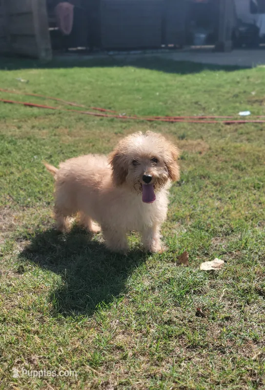 Cavapoo Girl – Cavapoo puppy for sale in Minco, OK