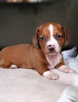 Rodrick, a male Dachshund for sale in Minco, OK – 3 of 3