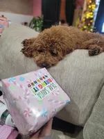 Miley, a female Miniature Goldendoodle for sale in Minco, OK – 2 of 2