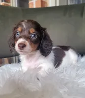 Ruby, a female Miniature Dachshund for sale in Minco, OK – 2 of 5