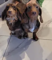 Draco AKC Dapple, a male Dachshund for sale in Minco, OK – 3 of 3