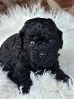 Black Male (Runt), a male Poodle - Miniature  for sale in Minco, OK – Photo 2 of 2