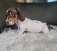 Dugger SALE, a male Miniature Dachshund for sale in Minco, OK – 5 of 5