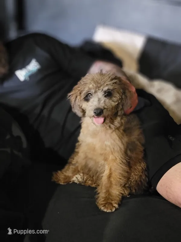 Merle Boy – Poodle - Miniature  puppy for sale in Minco, OK