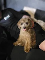 Merle Boy, a male Poodle - Miniature  for sale in Minco, OK – 1 of 4