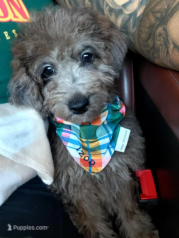 Merle Boy – Poodle - Miniature  puppy for sale in Minco, OK