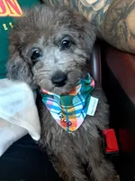 Merle Boy, a male Poodle - Miniature  for sale in Minco, OK – Photo 1 of 3