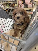 Merle Boy, a male Poodle - Miniature  for sale in Minco, OK – Photo 3 of 3