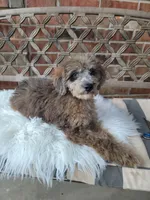 Merle Boy, a male Poodle - Miniature  for sale in Minco, OK – 2 of 4