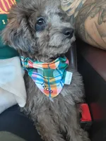 Merle Boy, a male Poodle - Miniature  for sale in Minco, OK – Photo 2 of 3