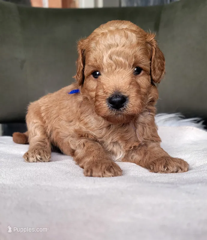 Baxter – Miniature Goldendoodle puppy for sale in Minco, OK