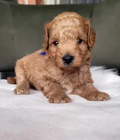 Baxter, a male Miniature Goldendoodle for sale in Minco, OK – 1 of 7