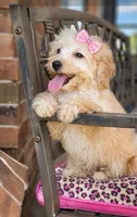 Bailey F1bb Micro goldendoodle , a female Miniature Goldendoodle for sale in Minco, OK – 2 of 10