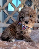 Merle boy AKC, a male Poodle - Miniature  for sale in Minco, OK – Photo 1 of 2