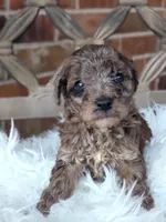 Merle boy AKC, a male Poodle - Miniature  for sale in Minco, OK – Photo 2 of 2