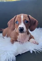 Roddy, a male Miniature Dachshund for sale in Minco, OK – 2 of 10