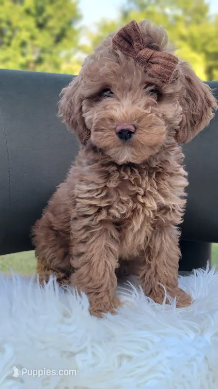 F1bb Mico Goldendoodle  – Miniature Goldendoodle puppy for sale in Minco, OK