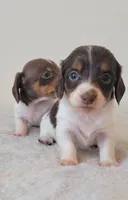 Ruby, a female Miniature Dachshund for sale in Minco, OK – 4 of 5