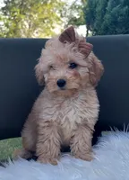 Bailey , a female Miniature Goldendoodle for sale in Minco, OK – 1 of 9