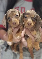 Harleigh SALE, a female Miniature Dachshund for sale in Minco, OK – 3 of 5