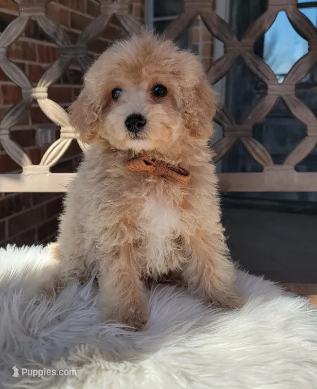 Cream Boy – Poodle - Miniature  puppy for sale in Minco, OK