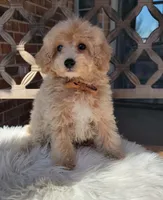 Cream Boy, a male Poodle - Miniature  for sale in Minco, OK – Photo 1 of 2