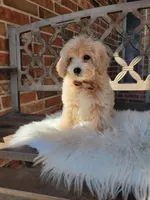 Cream Boy, a male Poodle - Miniature  for sale in Minco, OK – Photo 2 of 2