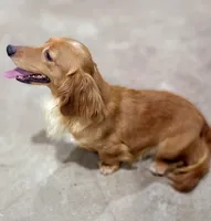 Winston AKC, a male Miniature Dachshund for sale in Minco, OK – 2 of 3