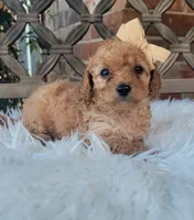 Cavapoo girl WEEKEND SALE, a female Cavapoo for sale in Minco, OK – 2 of 5