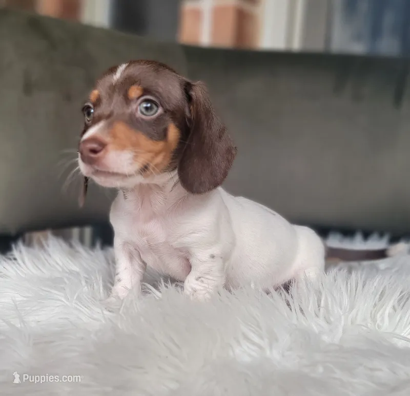 Dugger SALE – Miniature Dachshund puppy for sale in Minco, OK