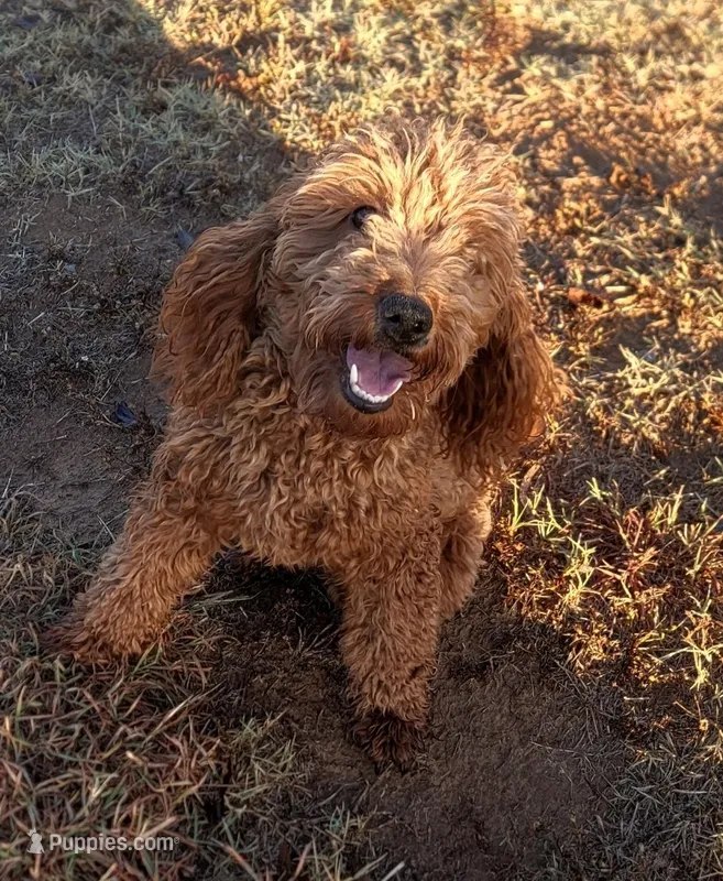 Miley Intact – Miniature Goldendoodle puppy for sale in Minco, OK