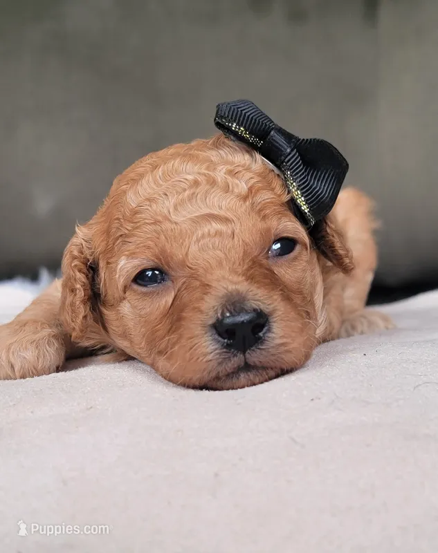 Cavapoo girl – Cavapoo puppy for sale in Minco, OK