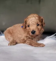 Baxter, a male Miniature Goldendoodle for sale in Minco, OK – 2 of 7
