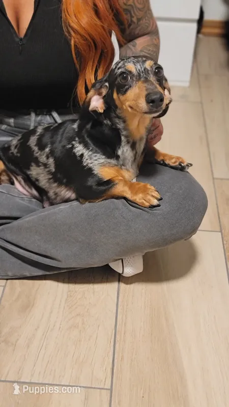 Stormy – Miniature Dachshund puppy for sale in Minco, OK