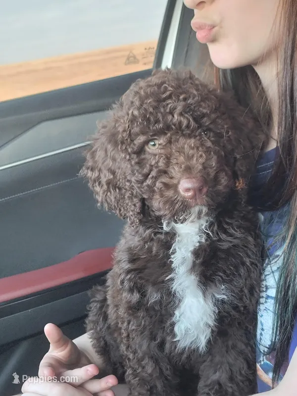 Kona – Bernedoodle puppy for sale in Minco, OK