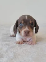 Dugger SALE, a male Miniature Dachshund for sale in Minco, OK – 4 of 5