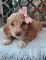 Matilda, a female Dachshund for sale in Minco, OK – 5 of 6