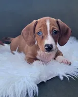 Roddy, a male Miniature Dachshund for sale in Minco, OK – 3 of 10