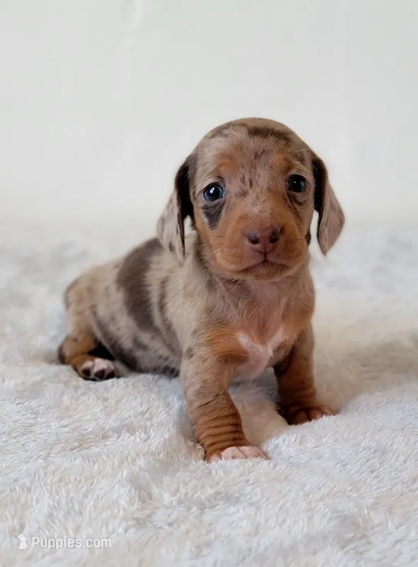 Harper – Miniature Dachshund puppy for sale in Minco, OK
