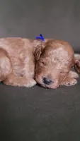 Baxter, a male Miniature Goldendoodle for sale in Minco, OK – 7 of 7