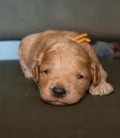 F1bb Mico Goldendoodle , a female Miniature Goldendoodle for sale in Minco, OK – 3 of 5
