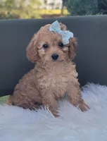 Cavapoo girl, a female Cavapoo for sale in Minco, OK – 7 of 7