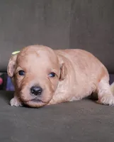 Bailey, a female Miniature Goldendoodle for sale in Minco, OK – 7 of 7