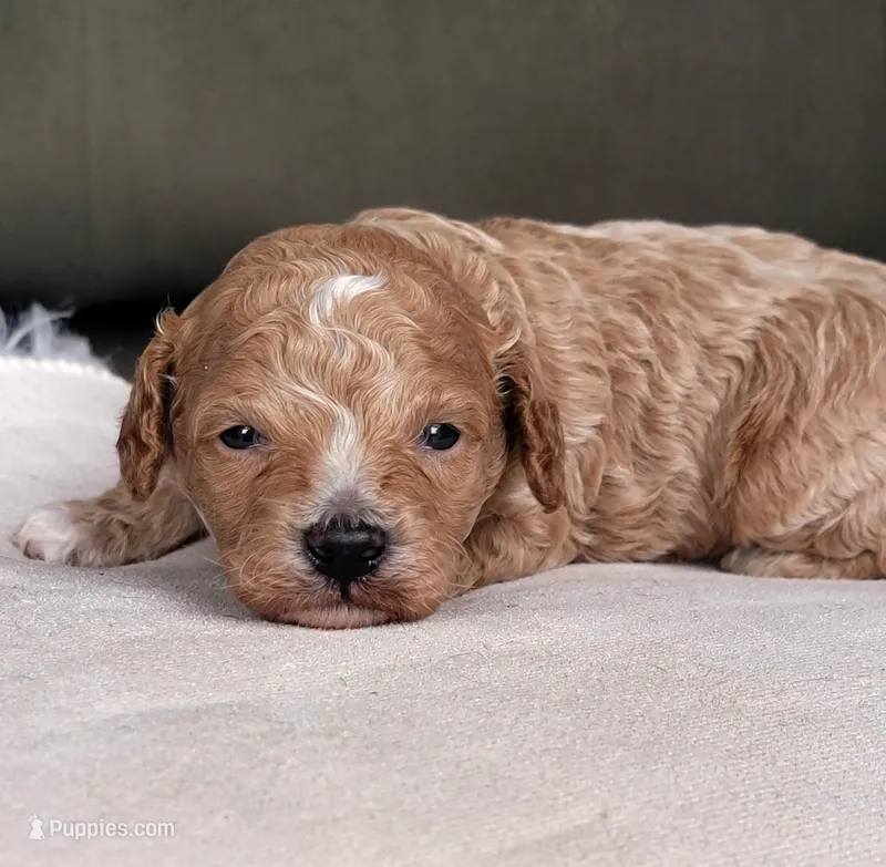 Cavapoo boy – Cavapoo puppy for sale in Minco, OK