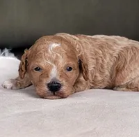 Cavapoo boy, a male Cavapoo for sale in Minco, OK – 1 of 3
