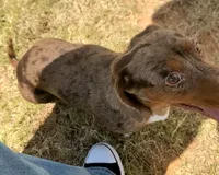 Draco AKC Dapple, a male Dachshund for sale in Minco, OK – 2 of 7