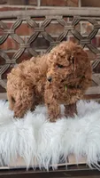 F1bb Mini Goldendoodle , a male Miniature Goldendoodle for sale in Minco, OK – 2 of 2