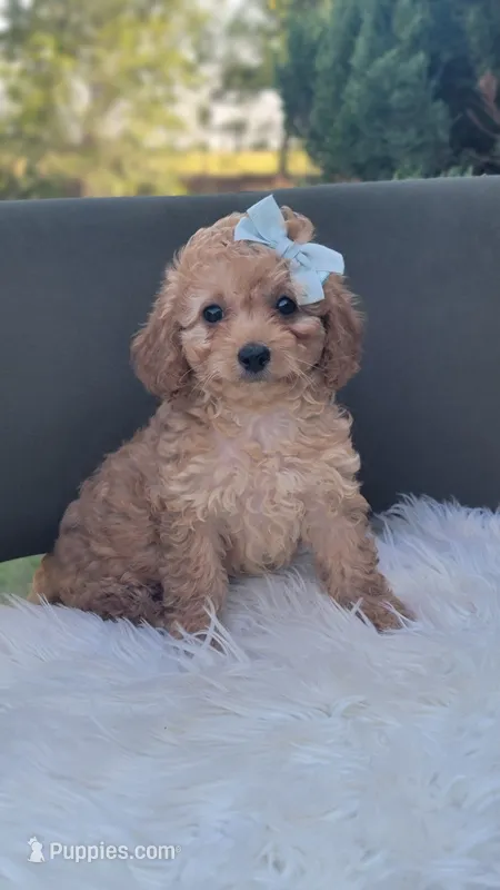 Cavapoo girl – Cavapoo puppy for sale in Minco, OK