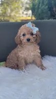Cavapoo girl, a female Cavapoo for sale in Minco, OK – 1 of 7