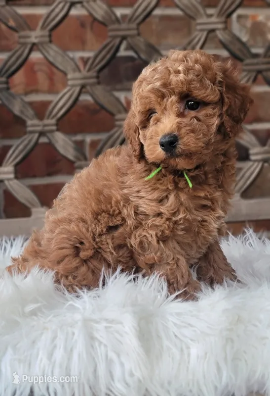 F1bb Mini Goldendoodle  – Miniature Goldendoodle puppy for sale in Minco, OK